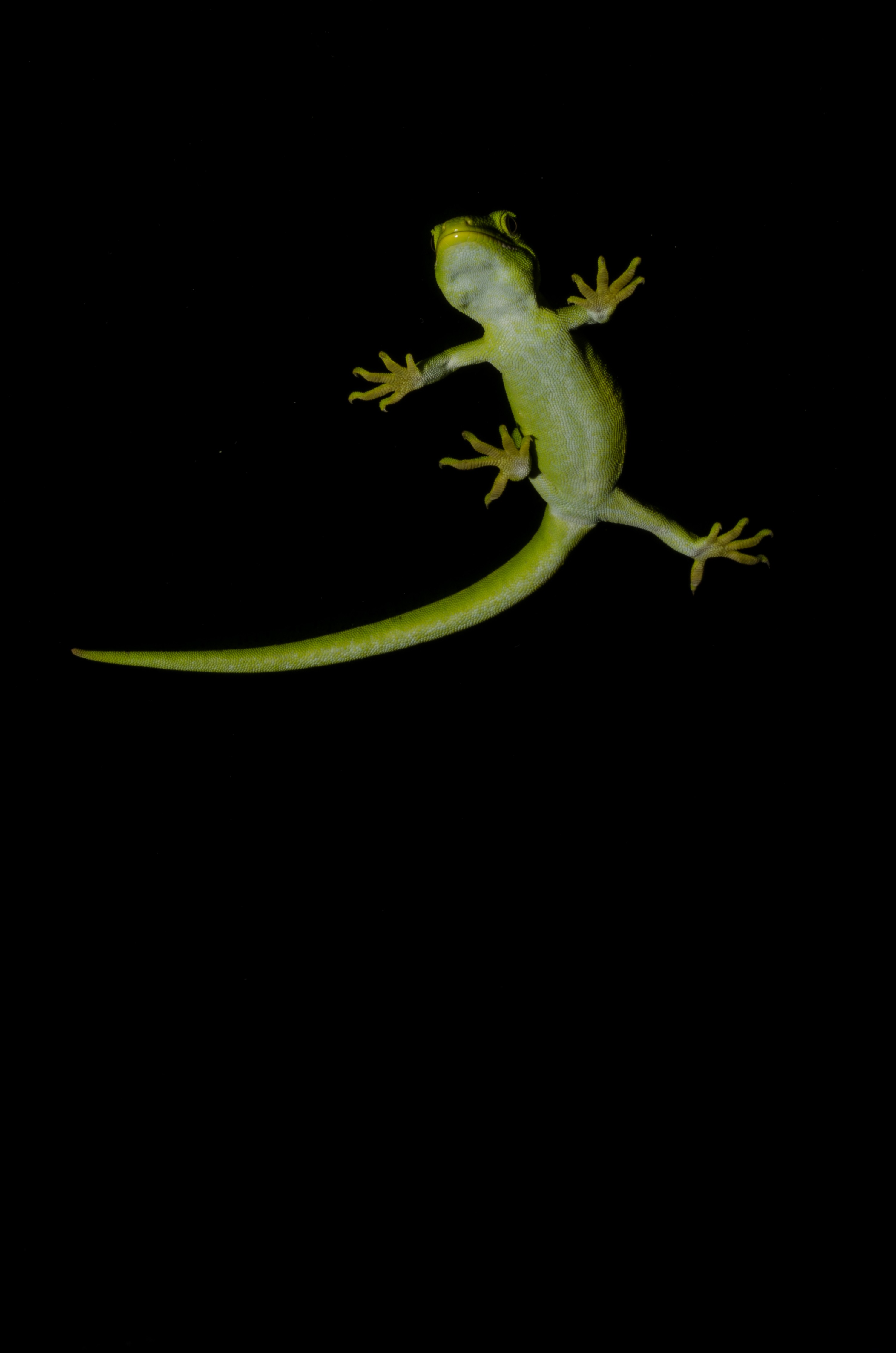 DSC_6045 – Auckland, green, gecko, Naultinus, elegans, elegans, home, lizard, Crispin, reptiles, amphibians, rare, cold, blood, new, new zealand, zealand, nz